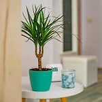 Appartement Oana Mamaia Nord